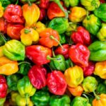Habanero