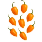 Habanero